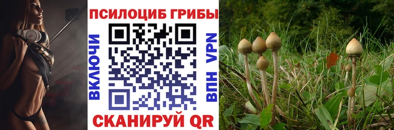 kraken ТОР  Тюкалинск  Галлюциногенные грибы Psilocybe 